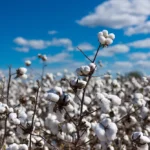 Cotton-plants-in-a-field