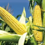 Ears-corn