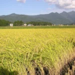 rice