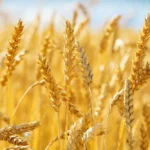 wheat